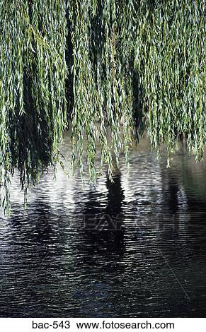 Weeping Willows over River View Large Photo Image Stock Image - Weeping Willows over River. Fotosearch