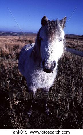 Welsh Pony View Large Photo Image Stock Photography - Welsh Pony. Fotosearch