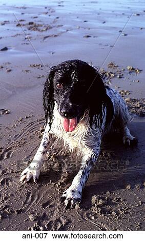 Wet Dog on a Beach View Large Photo Image Stock Photo - Wet Dog on a Beach. Fotosearch