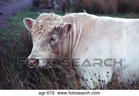 White Bull with a Nose Ring View Large Photo Image Stock Photography - White Bull with a Nose Ring. Fotosearch
