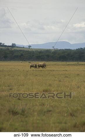 White Rhinoceri Lake Nakuru National Reserve Kenya View Large Photo Image Stock Photo - White Rhinoceri Lake Nakuru National Reserve Kenya. Fotosearch