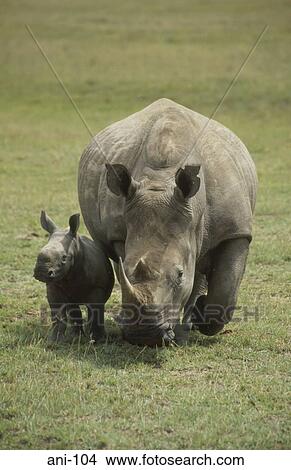 White Rhinoceros and Calf Lake Nakuru National Reserve Kenya View Large Photo Image Picture - White Rhinoceros and Calf Lake Nakuru National Reserve Kenya. Fotosearch