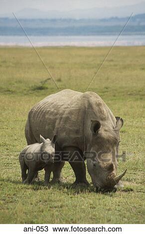 White Rhinoceros and Calf Lake Nakuru National Reserve Kenya View Large Photo Image Stock Image - White Rhinoceros and Calf Lake Nakuru National Reserve Kenya. Fotosearch