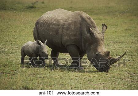 White Rhinoceros and Calf Lake Nakuru National Reserve Kenya View Large Photo Image Stock Image - White Rhinoceros and Calf Lake Nakuru National Reserve Kenya. Fotosearch