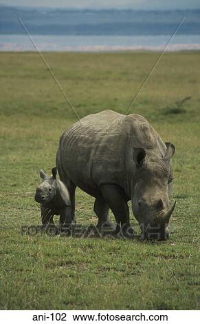White Rhinoceros and Calf Lake Nakuru National Reserve Kenya View Large Photo Image Stock Image - White Rhinoceros and Calf Lake Nakuru National Reserve Kenya. Fotosearch