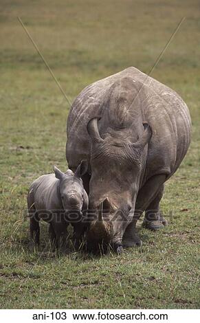 White Rhinoceros and Calf Lake Nakuru National Reserve Kenya View Large Photo Image Stock Image - White Rhinoceros and Calf Lake Nakuru National Reserve Kenya. Fotosearch