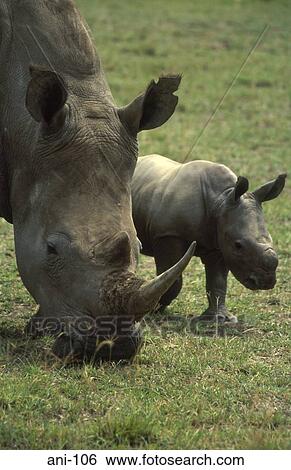 White Rhinoceros and Calf Lake Nakuru National Reserve Kenya View Large Photo Image Stock Photograph - White Rhinoceros and Calf Lake Nakuru National Reserve Kenya. Fotosearch