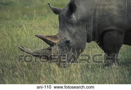 Stock Image - White Rhinoceros Lake Nakuru National Reserve Kenya. Fotosearch