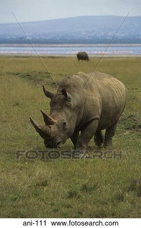 White Rhinoceros Lake Nakuru National Reserve Kenya View Large Photo Image Stock Image - White Rhinoceros Lake Nakuru National Reserve Kenya. Fotosearch