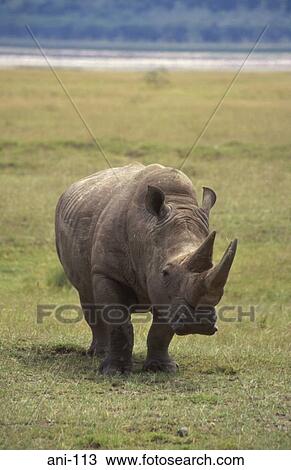 White Rhinoceros Lake Nakuru National Reserve Kenya View Large Photo Image Stock Image - White Rhinoceros Lake Nakuru National Reserve Kenya. Fotosearch