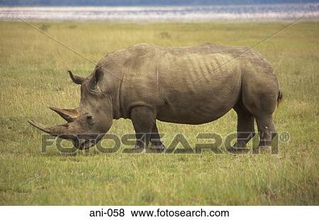 White Rhinoceros Lake Nakuru National Reserve Kenya View Large Photo Image Stock Photo - White Rhinoceros Lake Nakuru National Reserve Kenya. Fotosearch
