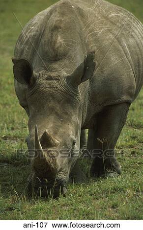 White Rhinoceros Lake Nakuru National Reserve Kenya View Large Photo Image Stock Photo - White Rhinoceros Lake Nakuru National Reserve Kenya. Fotosearch