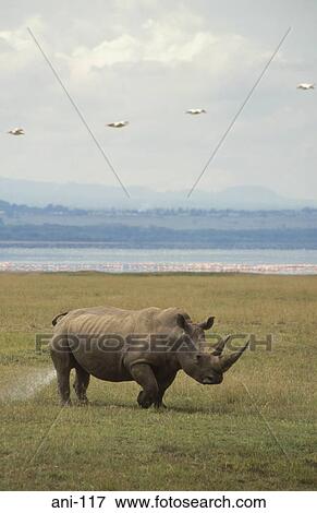 Stock Photo - White Rhinoceros Lake Nakuru National Reserve Kenya. Fotosearch