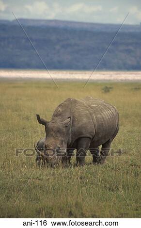 White Rhinoceros Lake Nakuru National Reserve Kenya View Large Photo Image Stock Photograph - White Rhinoceros Lake Nakuru National Reserve Kenya. Fotosearch