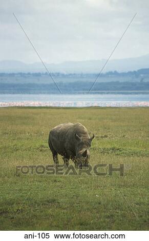 White Rhinoceros Lake Nakuru National Reserve Kenya View Large Photo Image Stock Photography - White Rhinoceros Lake Nakuru National Reserve Kenya. Fotosearch