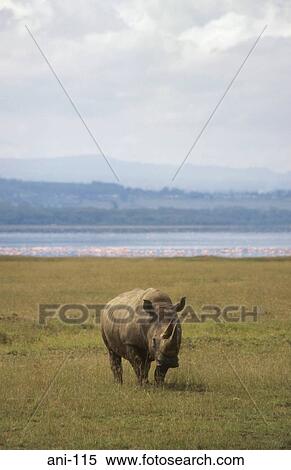 White Rhinoceros Lake Nakuru National Reserve Kenya View Large Photo Image Stock Photography - White Rhinoceros Lake Nakuru National Reserve Kenya. Fotosearch