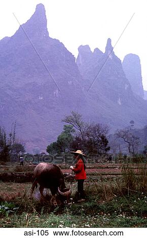 Woman Farmer with a Buffalo Gulin China View Large Photo Image Stock Photography - Woman Farmer with a Buffalo Gulin China. Fotosearch