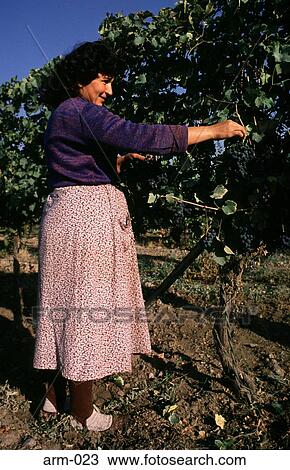 Woman Picking Grapes in Armenian Vineyard View Large Photo Image Stock Image - Woman Picking Grapes in Armenian Vineyard. Fotosearch