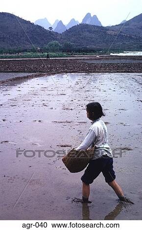 Woman Sowing Seed in a Paddy Field China View Large Photo Image Stock Image - Woman Sowing Seed in a Paddy Field China. Fotosearch