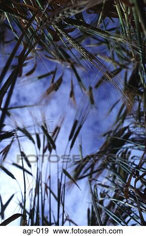 Worms Eye View of Barley Field View Large Photo Image Stock Photo - Worms Eye View of Barley Field. Fotosearch