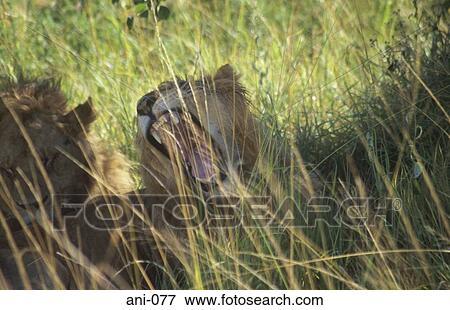 Yawning Lion Masai Mara National Reserve Kenya View Large Photo Image Stock Photo - Yawning Lion Masai Mara National Reserve Kenya. Fotosearch