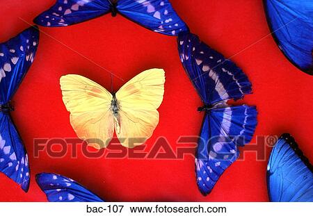 Yellow and Blue Butterflies Display View Large Photo Image Stock Photo - Yellow and Blue Butterflies Display. Fotosearch