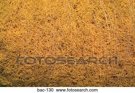 Stock Image - Yellow Rice. Fotosearch