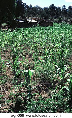 Young Maize in Field Mexico View Large Photo Image Stock Photograph - Young Maize in Field Mexico. Fotosearch