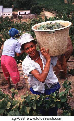 Stock Photo - Young Man Carrying a Bucket of Grapes in a Vineyard. Fotosearch
