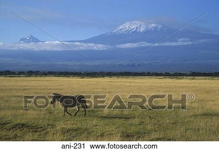 Stock Image - Zebra and Mount Kilamanjaro Amboseli National Reserve Kenya. Fotosearch