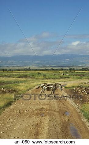 Zebra Crossing Amboseli National Reserve Kenya View Large Photo Image Stock Image - Zebra Crossing Amboseli National Reserve Kenya. Fotosearch