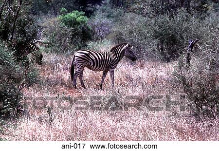 Stock Photo - Zebra in African Bush. Fotosearch