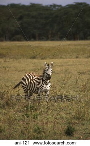 Stock Image - Zebra Lake Nakuru National Reserve Kenya. Fotosearch