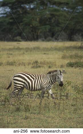 Zebra Lake Nakuru National Reserve Kenya View Large Photo Image Stock Photograph - Zebra Lake Nakuru National Reserve Kenya. Fotosearch