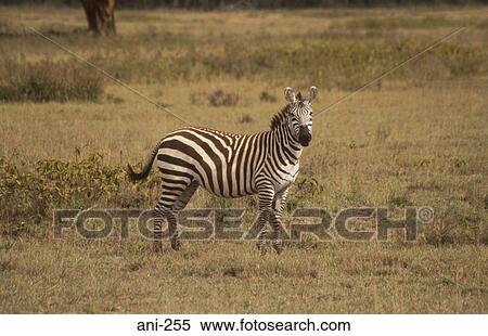Stock Photography - Zebra Lake Nakuru National Reserve Kenya. Fotosearch