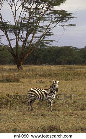 Zebra Masai Mara National Reserve Kenya View Large Photo Image Stock Image - Zebra Masai Mara National Reserve Kenya. Fotosearch