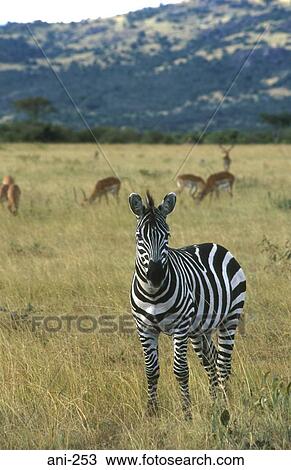 Stock Image - Zebra Masai Mara National Reserve Kenya. Fotosearch