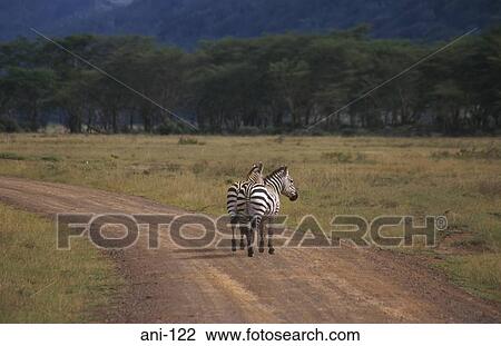 Zebras Lake Nakuru National Reserve Kenya View Large Photo Image Stock Image - Zebras Lake Nakuru National Reserve Kenya. Fotosearch
