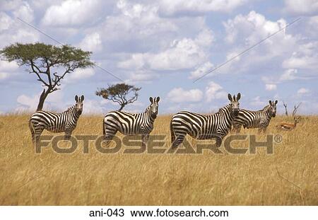 Stock Image - Zebras Masai Mara National Reserve Kenya. Fotosearch