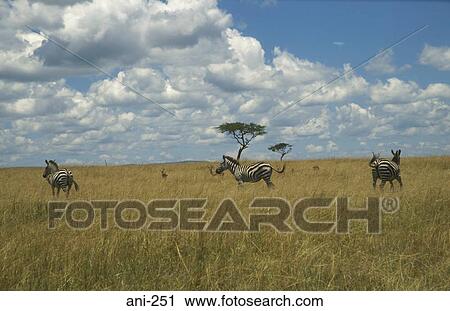 Zebras Masai Mara National Reserve Kenya View Large Photo Image Stock Image - Zebras Masai Mara National Reserve Kenya. Fotosearch