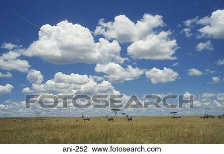Stock Image - Zebras Masai Mara National Reserve Kenya. Fotosearch