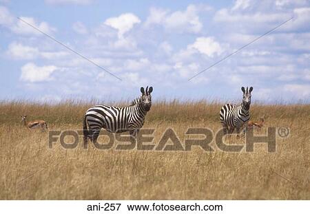 Stock Photo - Zebras Masai Mara National Reserve Kenya. Fotosearch