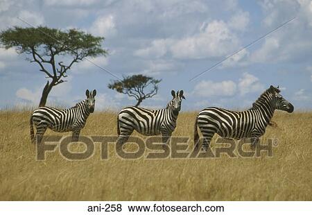 Zebras Masai Mara National Reserve Kenya View Large Photo Image Stock Photo - Zebras Masai Mara National Reserve Kenya. Fotosearch