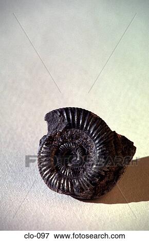 A Black Ammonite Fossil View Large Photo Image Stock Photo - A Black Ammonite Fossil. Fotosearch
