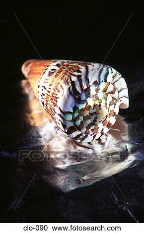 A Conical Sea Shell against a Reflective Background View Large Photo Image Stock Image - A Conical Sea Shell against a Reflective Background. Fotosearch