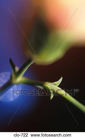 Abstract View of Carnation View Large Photo Image Stock Image - Abstract View of Carnation. Fotosearch
