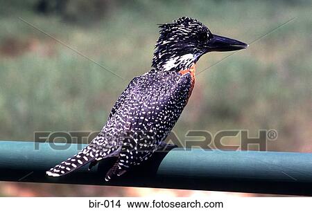 African Kingfisher View Large Photo Image Picture - African Kingfisher. Fotosearch