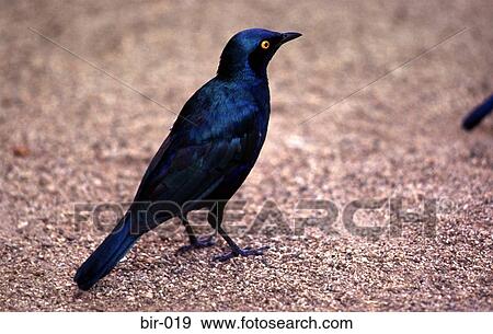 Blue Bird on Sand View Large Photo Image Stock Photo - Blue Bird on Sand. Fotosearch