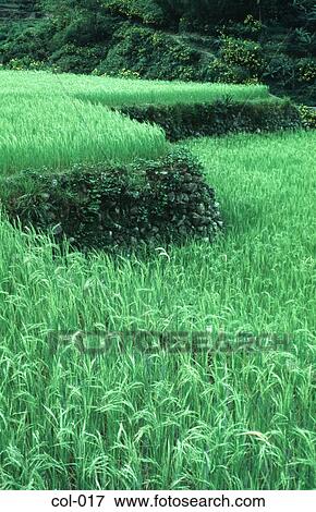 Bright Green Rice Paddy Fields Asia View Large Photo Image Stock Photo - Bright Green Rice Paddy Fields Asia. Fotosearch