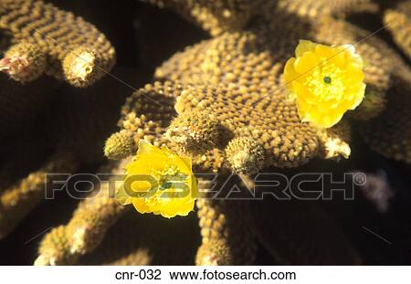 Cactus Flowers Fuerteventura Canary Islands View Large Photo Image Stock Image - Cactus Flowers Fuerteventura Canary Islands. Fotosearch